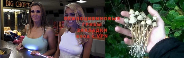 сатива Беломорск